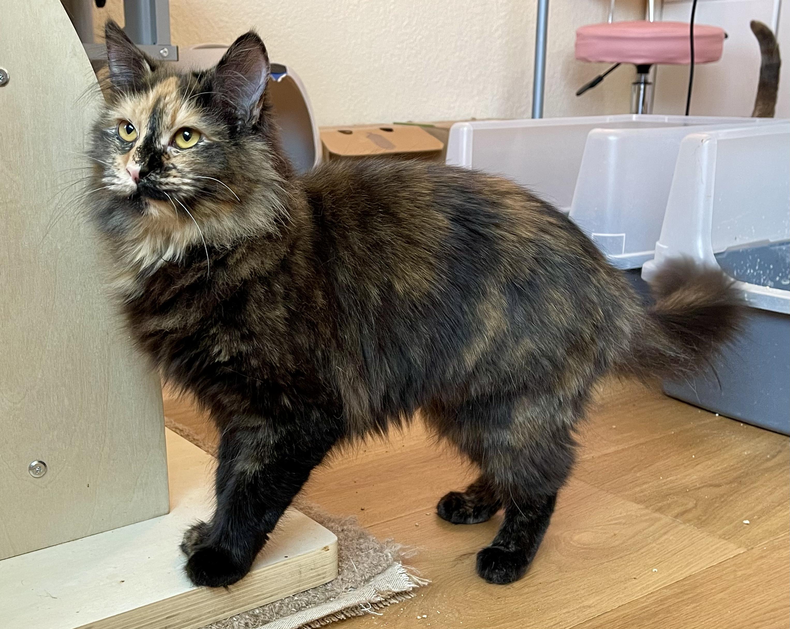 Hootie, a Adopted Tortoiseshell in Sedona, AZ image 6/6