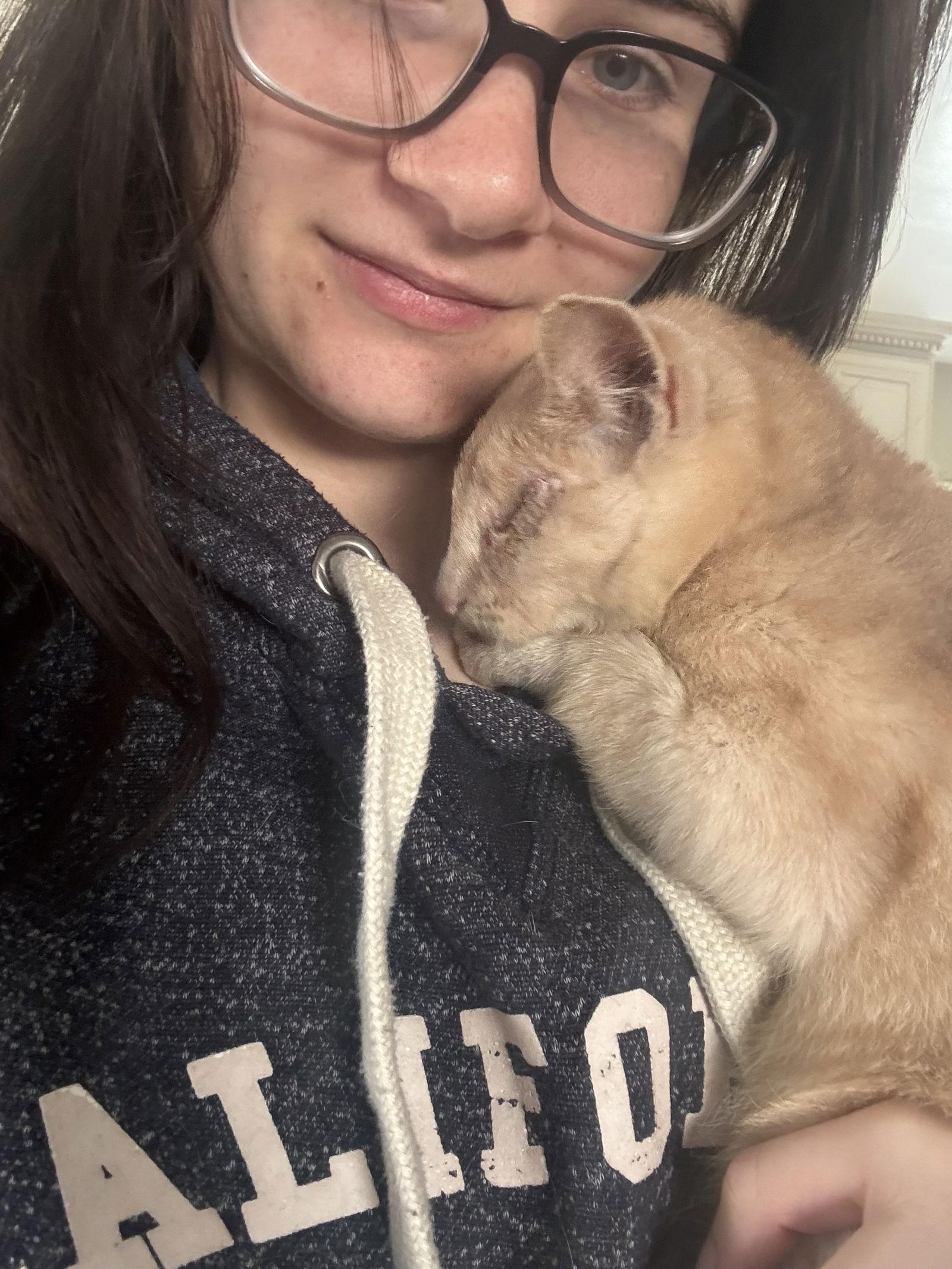 Enlarge Eleanor ( BC), a Adoptable Tabby in Vallejo, CA image 1/3