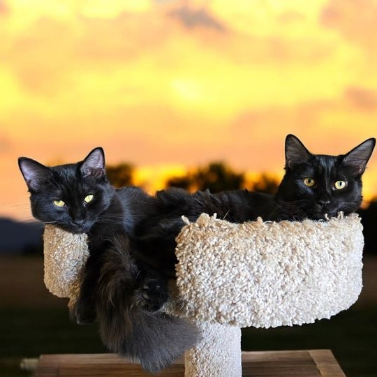 Elijah and Phoenix, a Adoptable mixed breed in New Port Richey, FL image 1/6