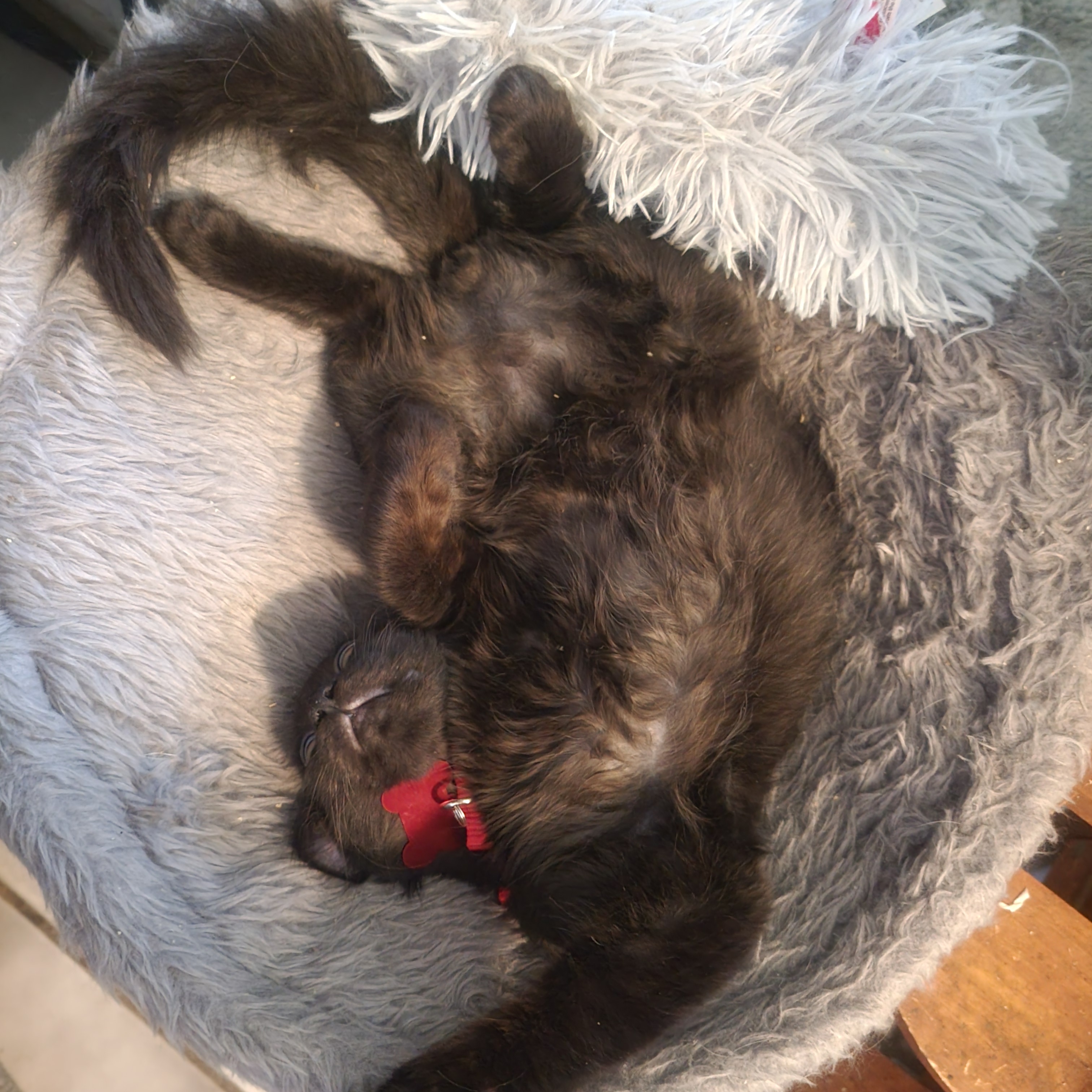 Elijah And Phoenix thumbnail 2