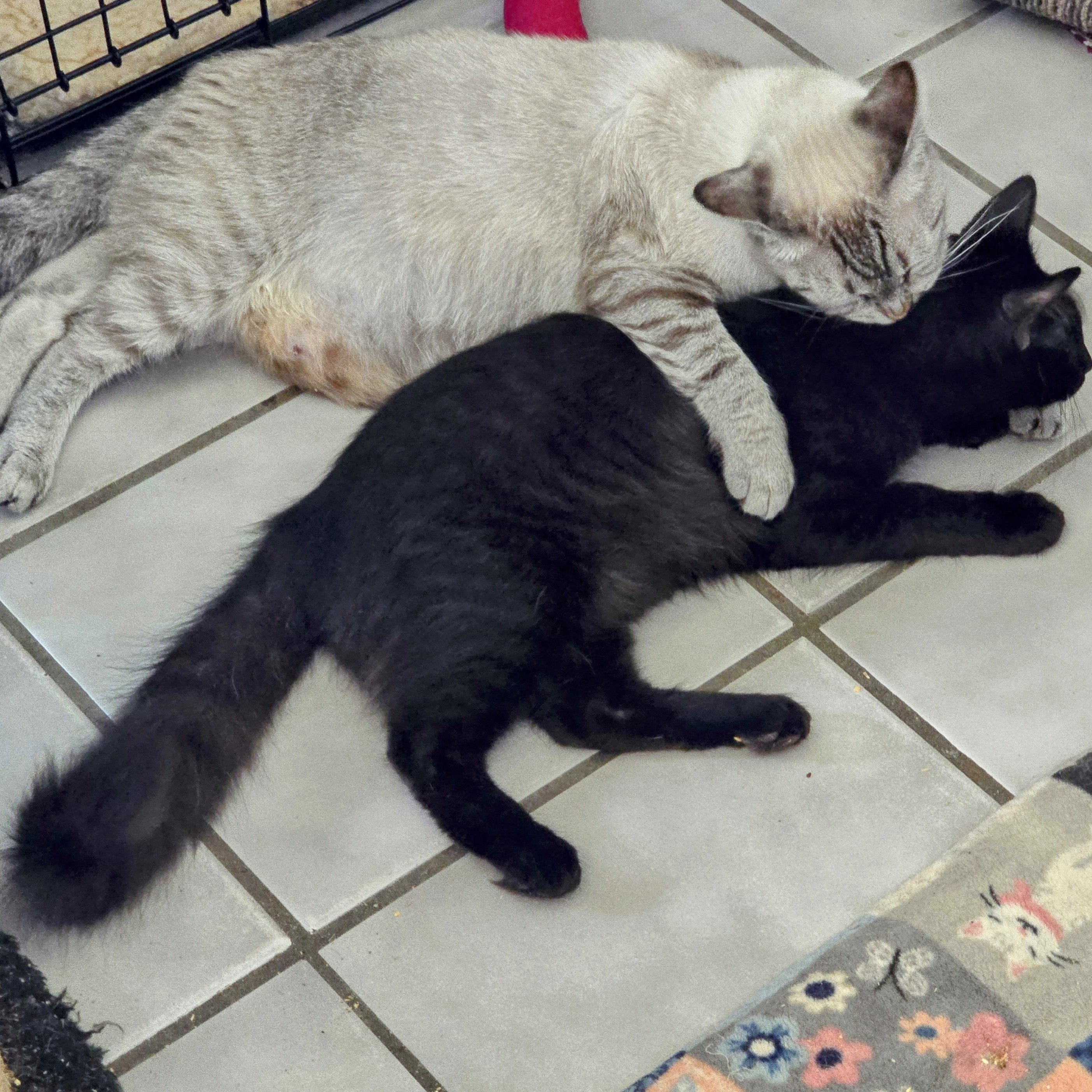 Elijah and Phoenix, a Adoptable mixed breed in New Port Richey, FL image 6/6