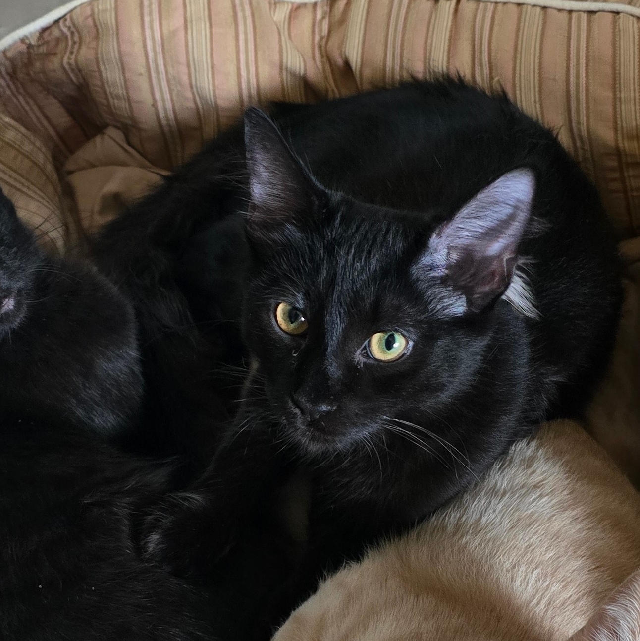 Elijah and Phoenix, a Adoptable mixed breed in New Port Richey, FL image 4/6