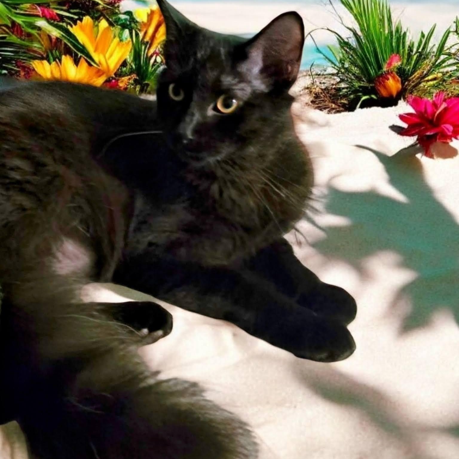 Elijah and Phoenix, a Adoptable mixed breed in New Port Richey, FL image 2/6