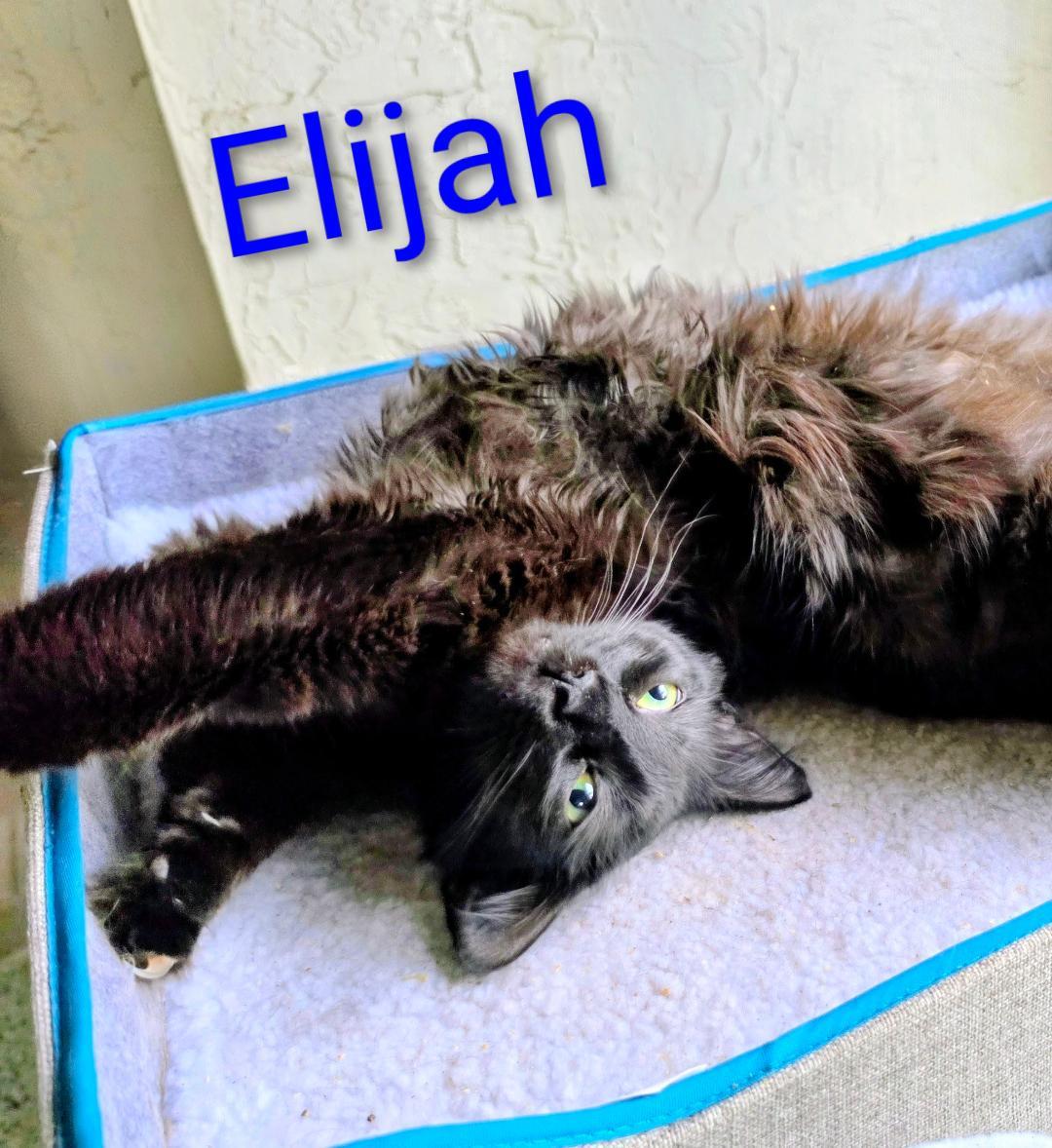 Enlarge Elijah and Phoenix, a Adoptable mixed breed in New Port Richey, FL image 5/6