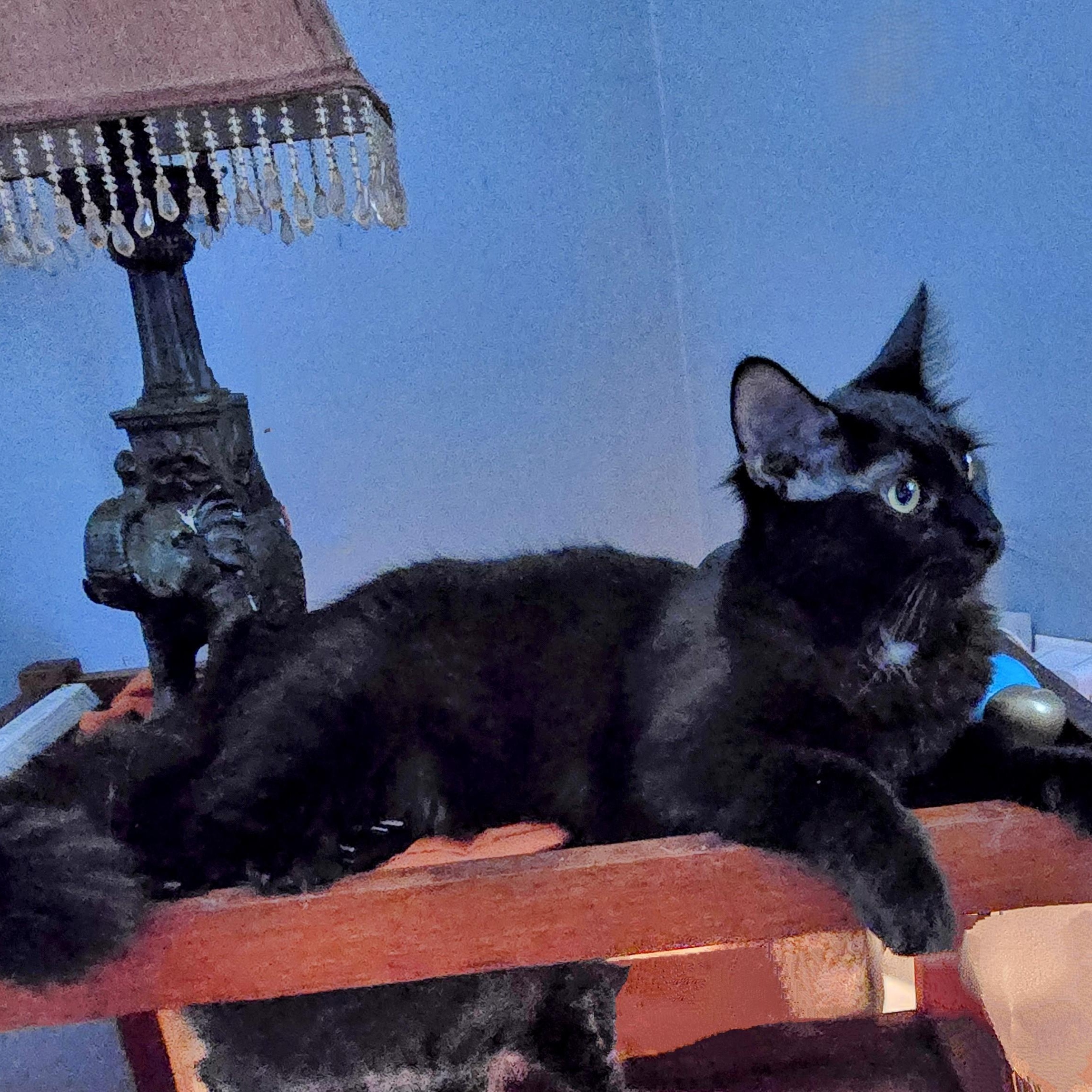 Elijah and Phoenix, a Adoptable mixed breed in New Port Richey, FL image 3/6