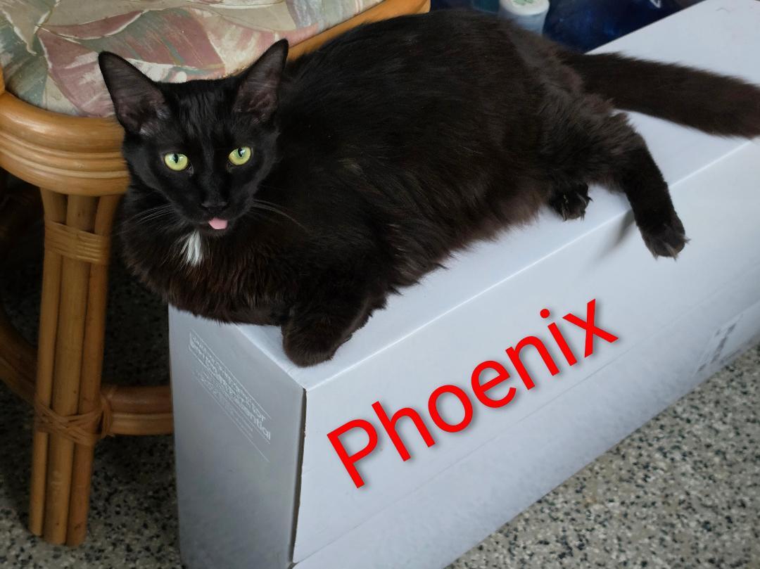 Enlarge Elijah and Phoenix, a Adoptable mixed breed in New Port Richey, FL image 6/6