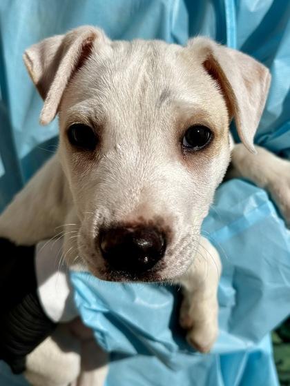 Vanilla Bean, Adoptable, Puppy Male Mixed Breed & Mixed Breed.