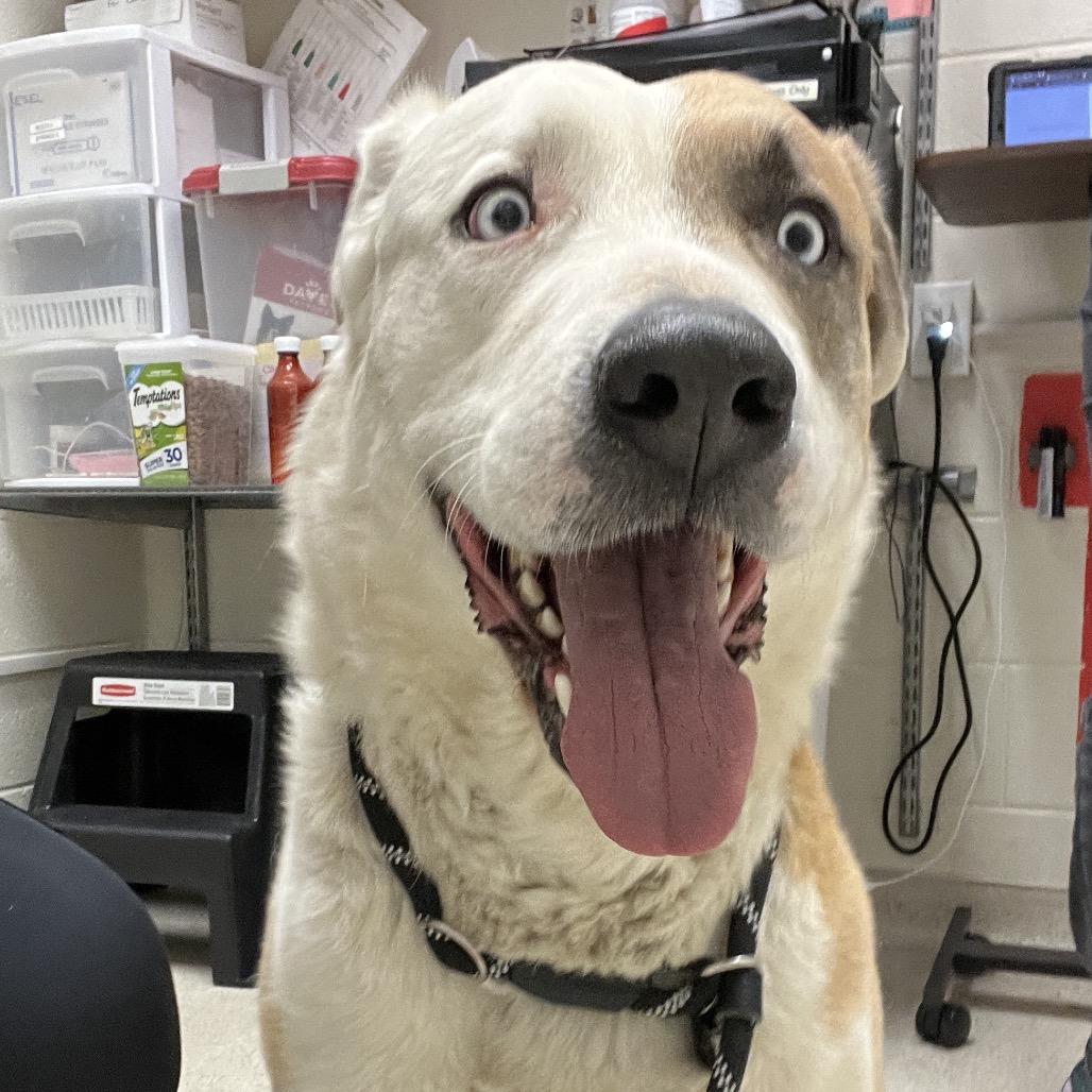 Leo, a Adoptable mixed breed in Murray, UT image 1/2