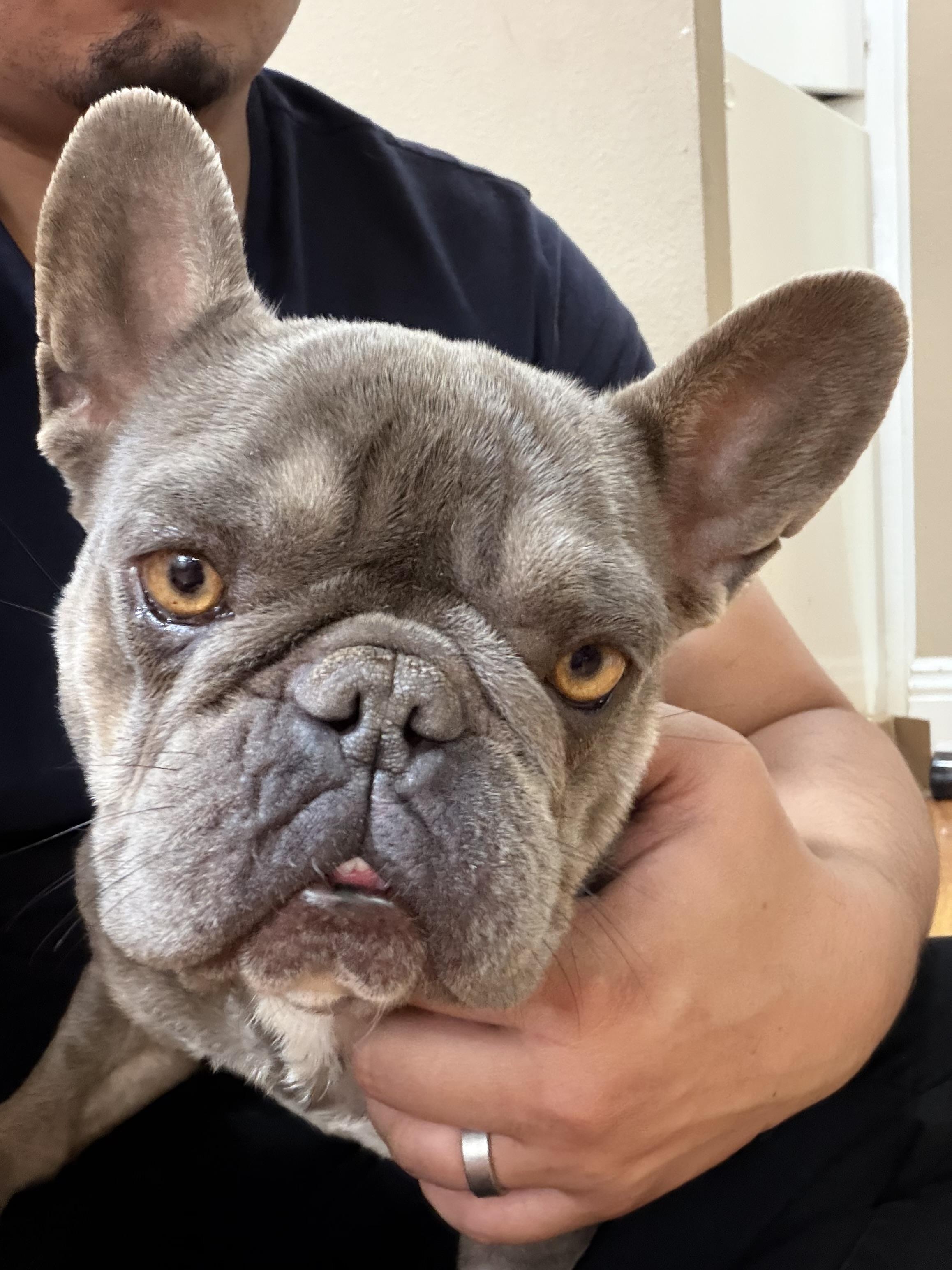 Birdie, ADOPTABLE, Young Female French Bulldog.