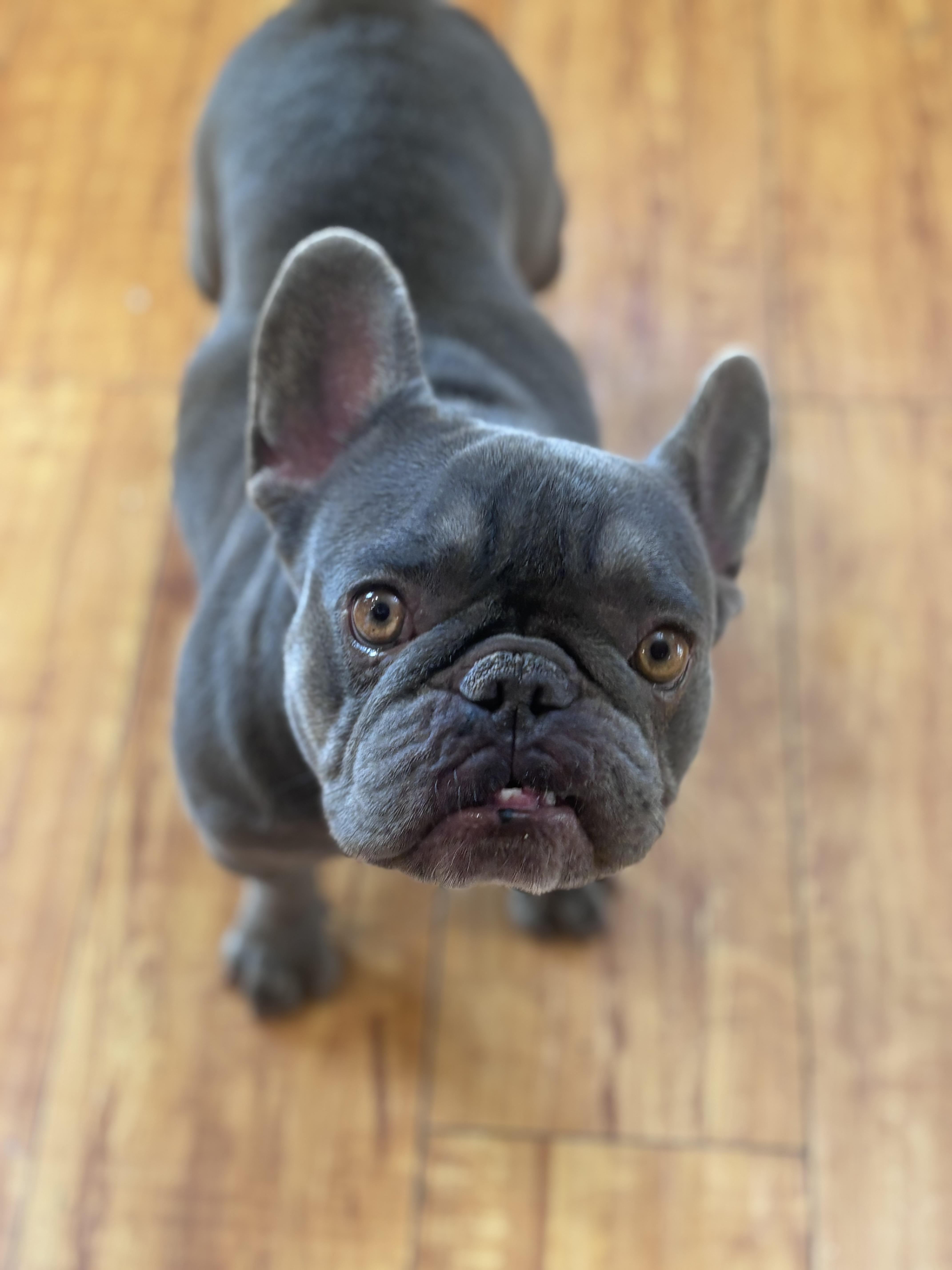 Enlarge Birdie, a ADOPTABLE French Bulldog in Corona, CA image 2/4