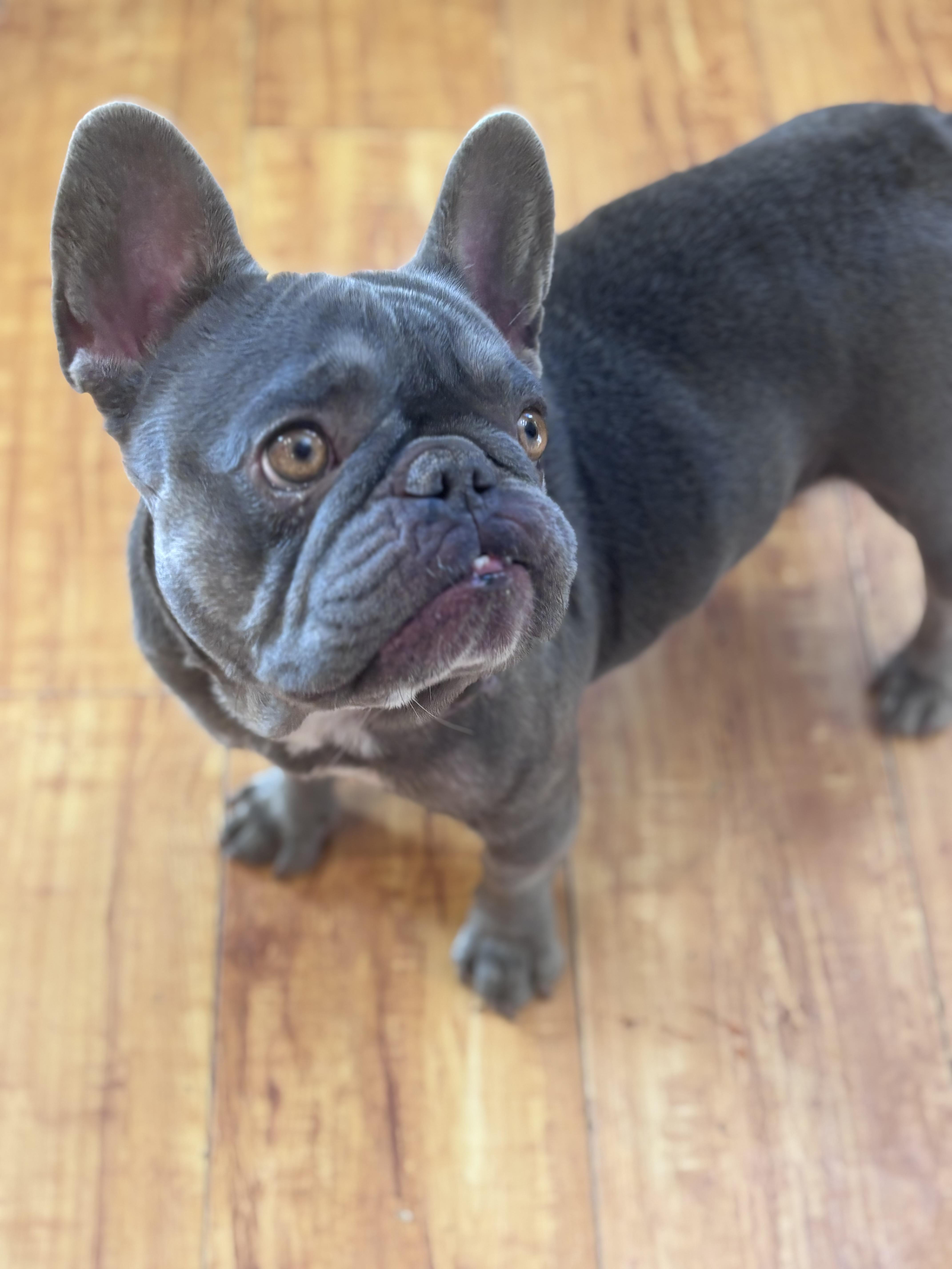 Enlarge Birdie, a ADOPTABLE French Bulldog in Corona, CA image 3/4