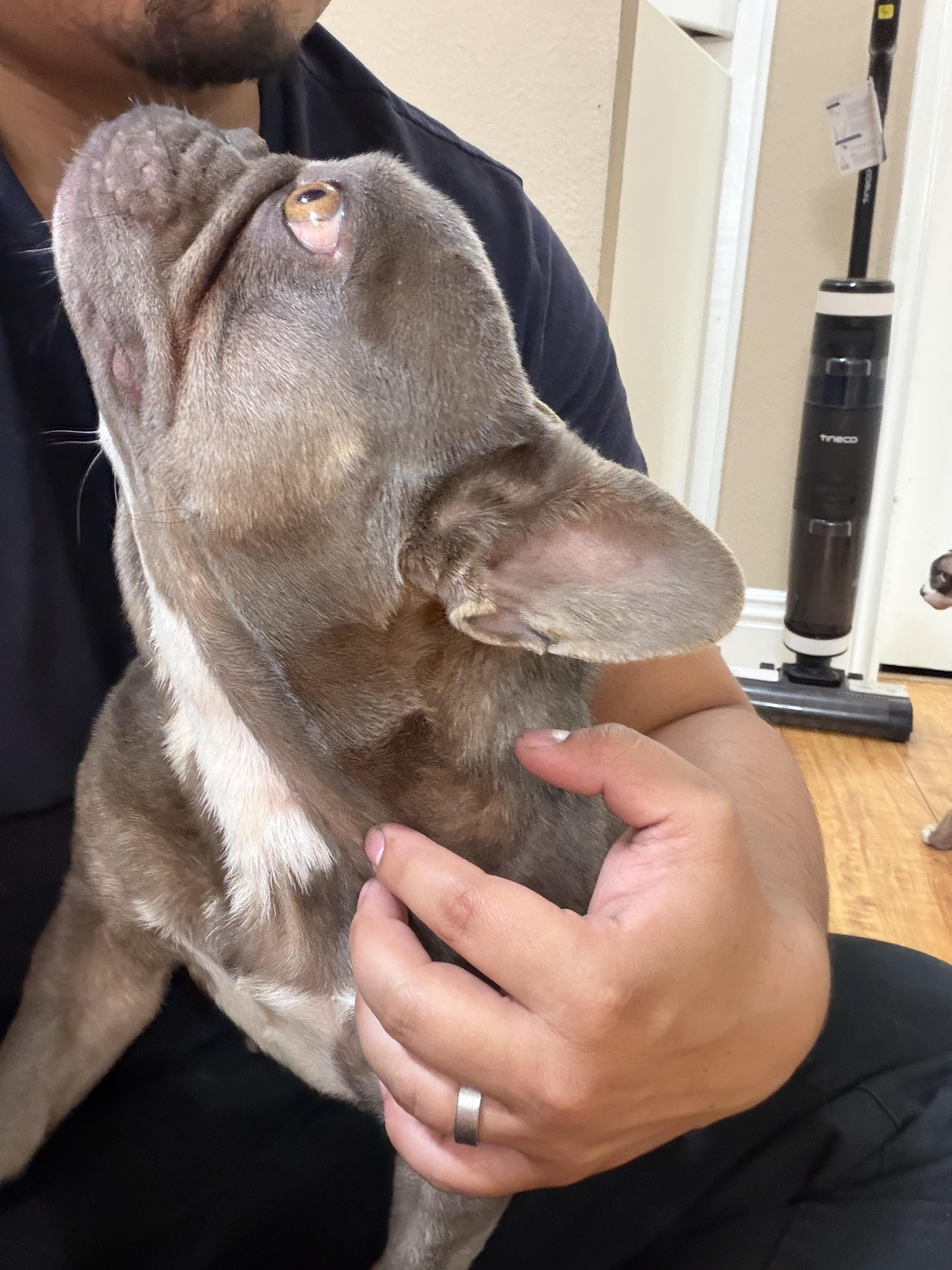 Enlarge Birdie, a ADOPTABLE French Bulldog in Corona, CA image 4/4