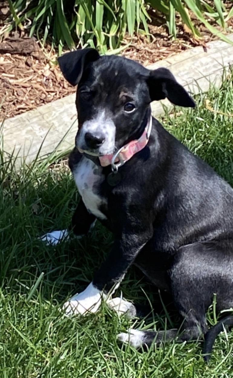 Enlarge Macy, a ADOPTABLE Mixed Breed in Belleville, IL image 1/1