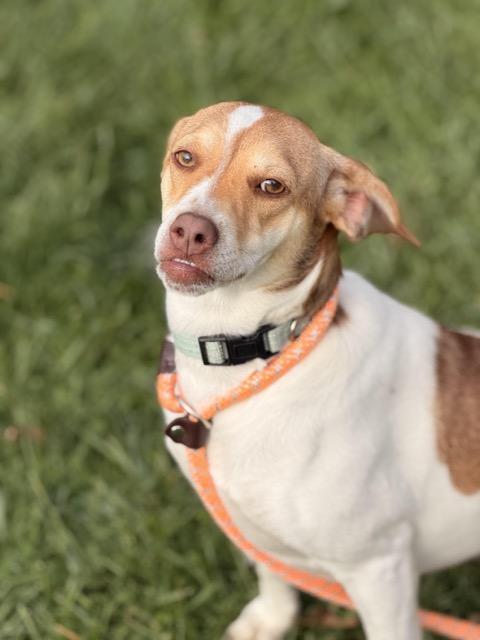 Enlarge Lucy #2, a Adoptable mixed breed in Sparta, NJ image 2/5