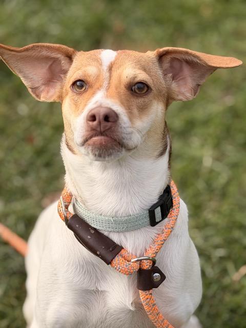 Enlarge Lucy #2, a Adoptable mixed breed in Sparta, NJ image 3/5