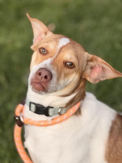 Enlarge Lucy #2, a Adoptable mixed breed in Sparta, NJ image 5/5