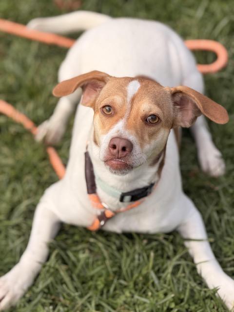 Lucy #2, Adoptable, Puppy Female Jack Russell Terrier & Beagle.