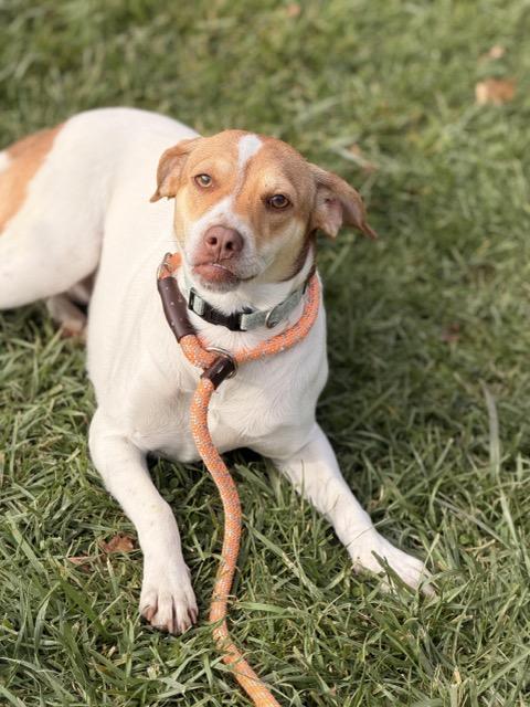 Enlarge Lucy #2, a Adoptable mixed breed in Sparta, NJ image 4/5