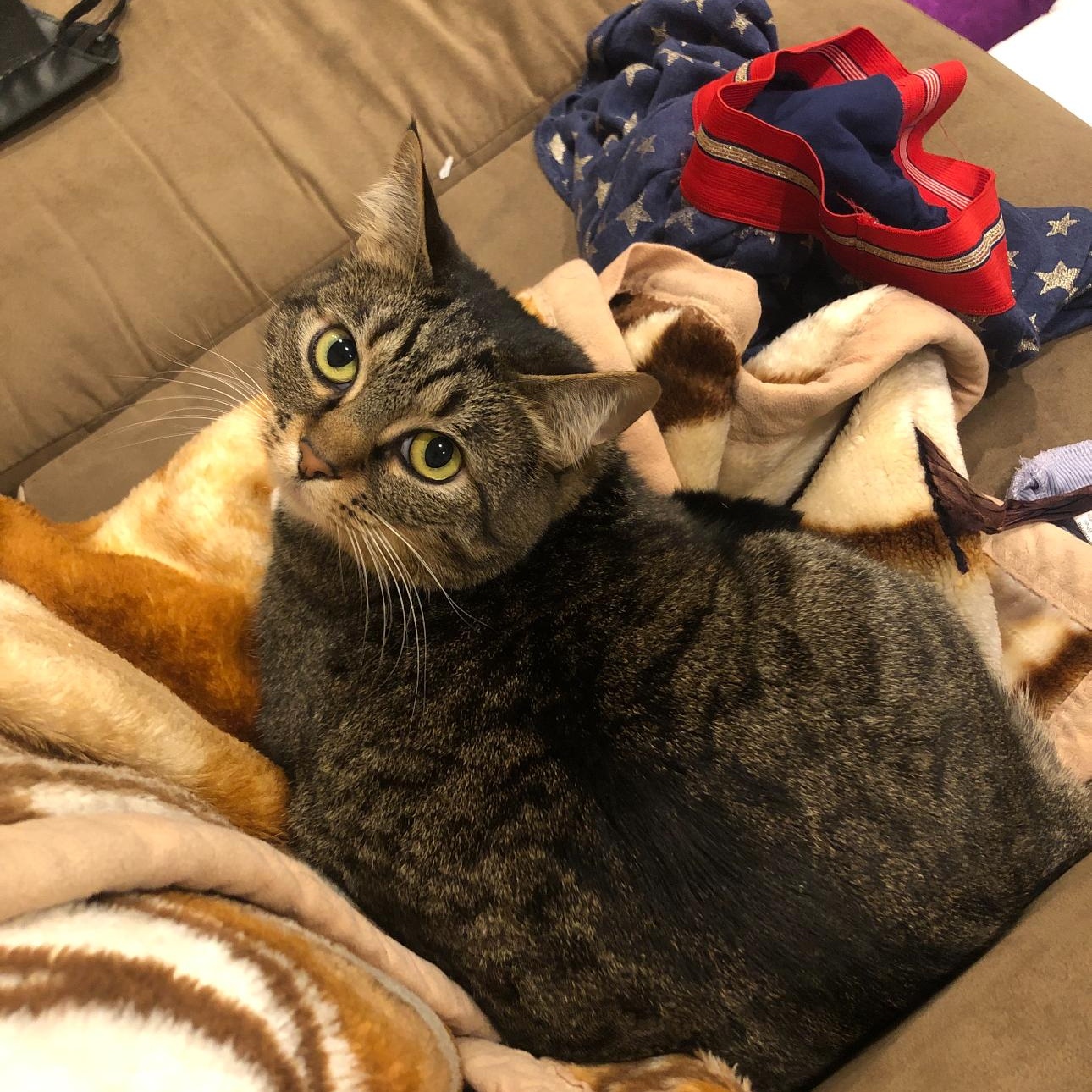 Enlarge Socks, a ADOPTABLE Domestic Short Hair in Auburn, WA image 1/1