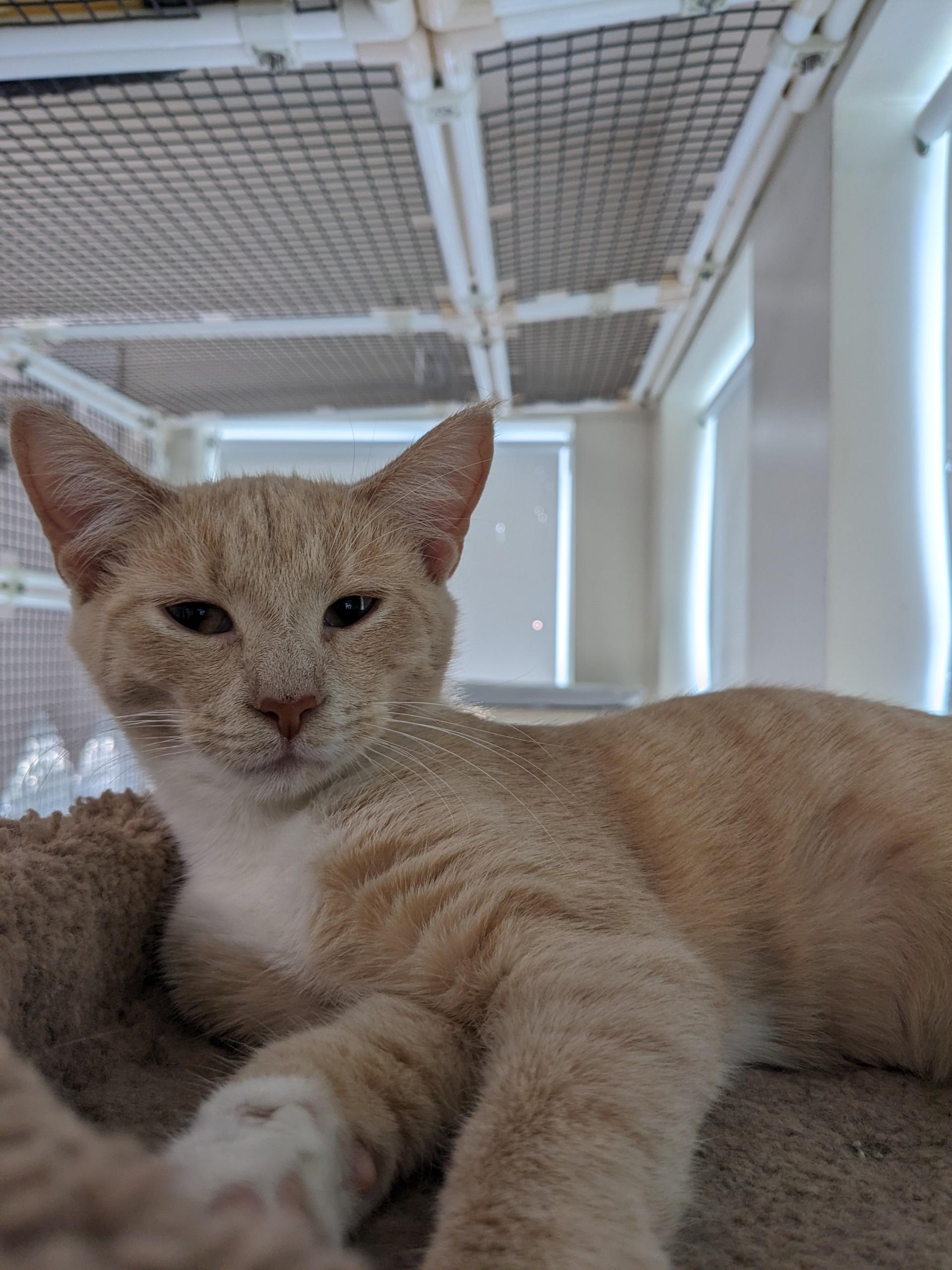 Cod, a Adoptable Domestic Short Hair in Altoona, PA image 2/2