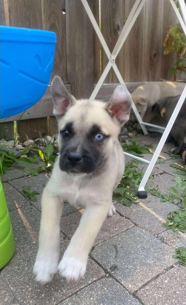 Zadie, an adoptable Mixed Breed in Winnipeg, MB, R3E 2Z9 | Photo Image 2