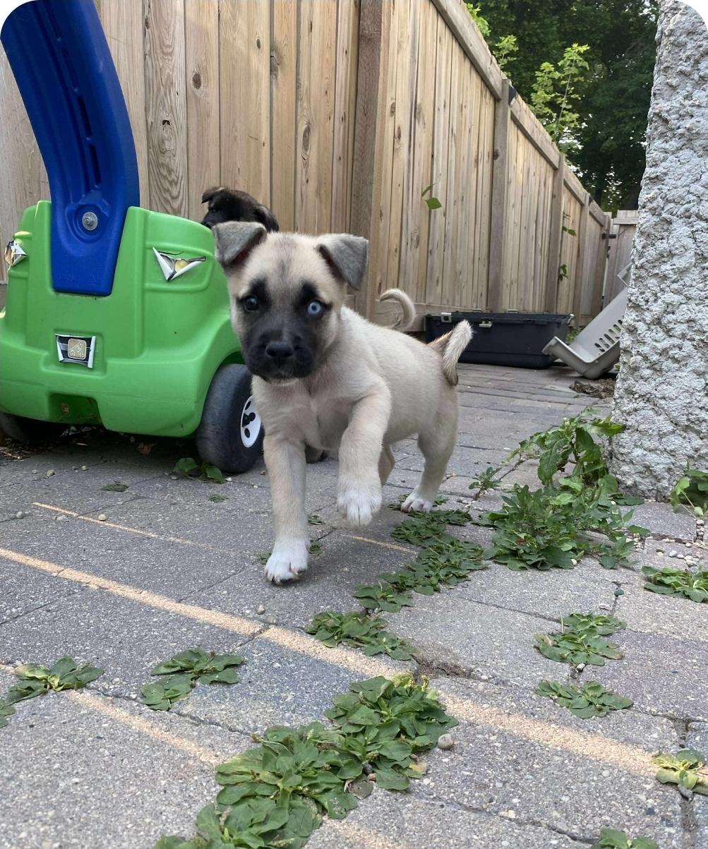 Zadie, an adoptable Mixed Breed in Winnipeg, MB, R3E 2Z9 | Photo Image 4