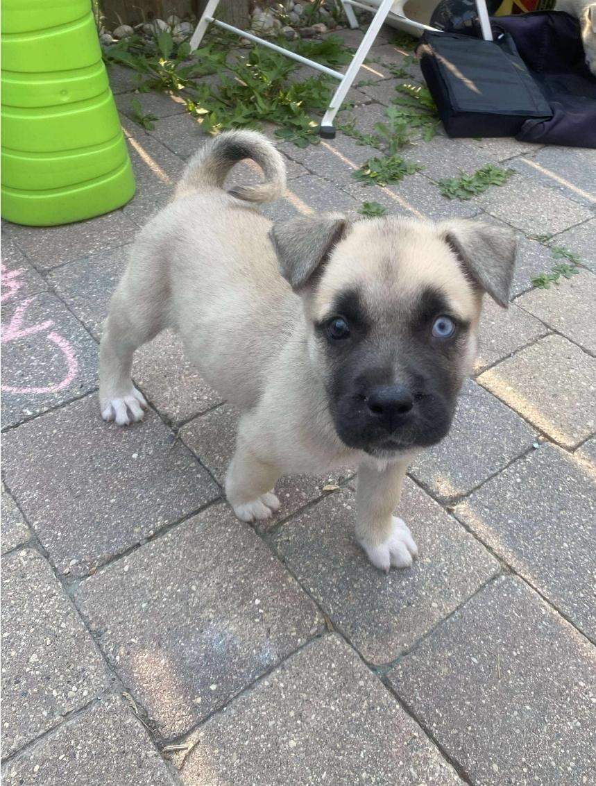 Zadie, an adoptable Mixed Breed in Winnipeg, MB, R3E 2Z9 | Photo Image 1