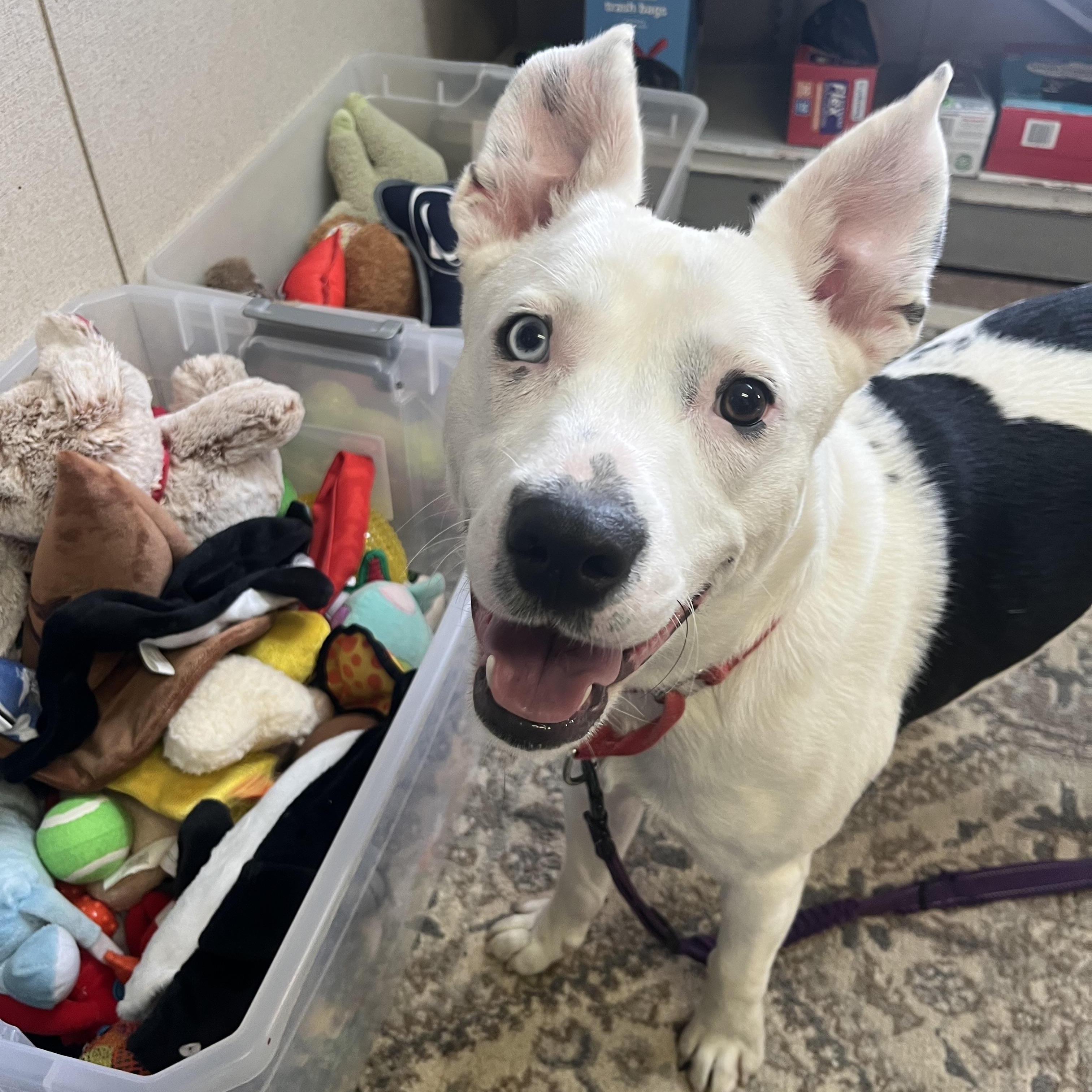 Petey, a Adoptable mixed breed in Washington, PA image 2/6