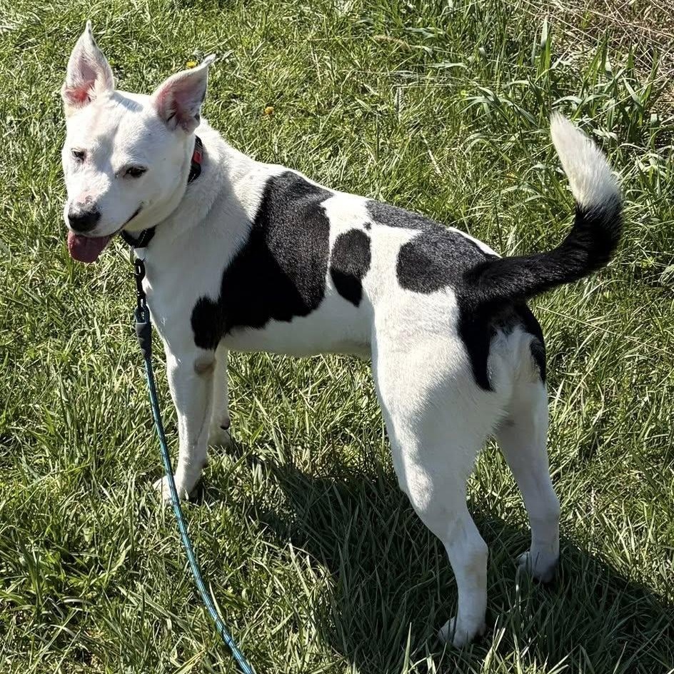 Petey, Adoptable, Young Male Pit Bull Terrier & Australian Cattle Dog / Blue Heeler.