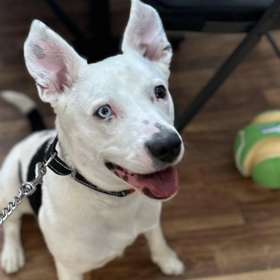 Petey, Adoptable, Young Male Pit Bull Terrier & Australian Cattle Dog / Blue Heeler.