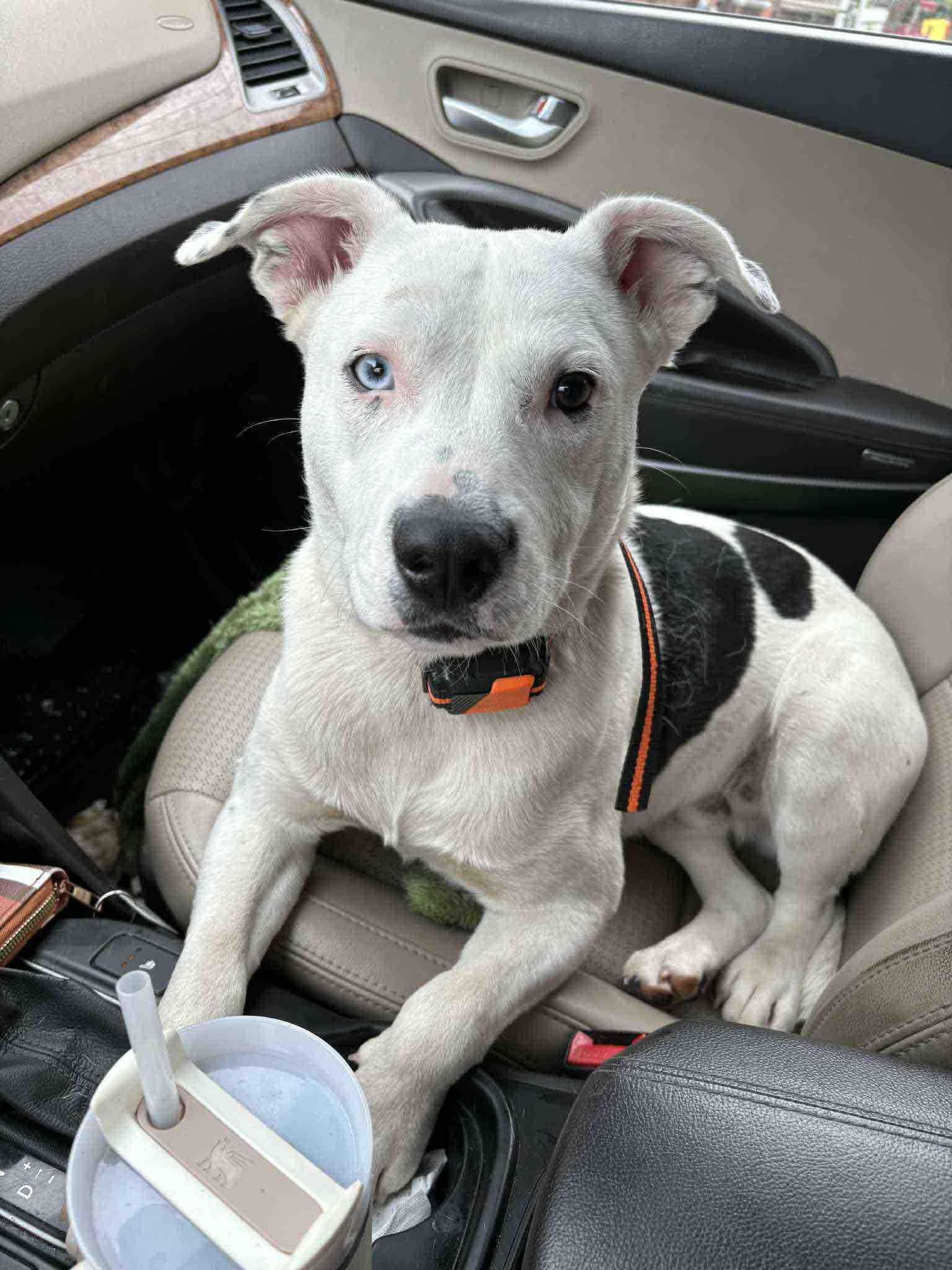 Petey