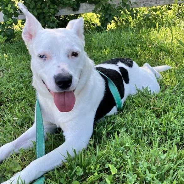 Petey, a Adoptable mixed breed in Washington, PA image 6/6