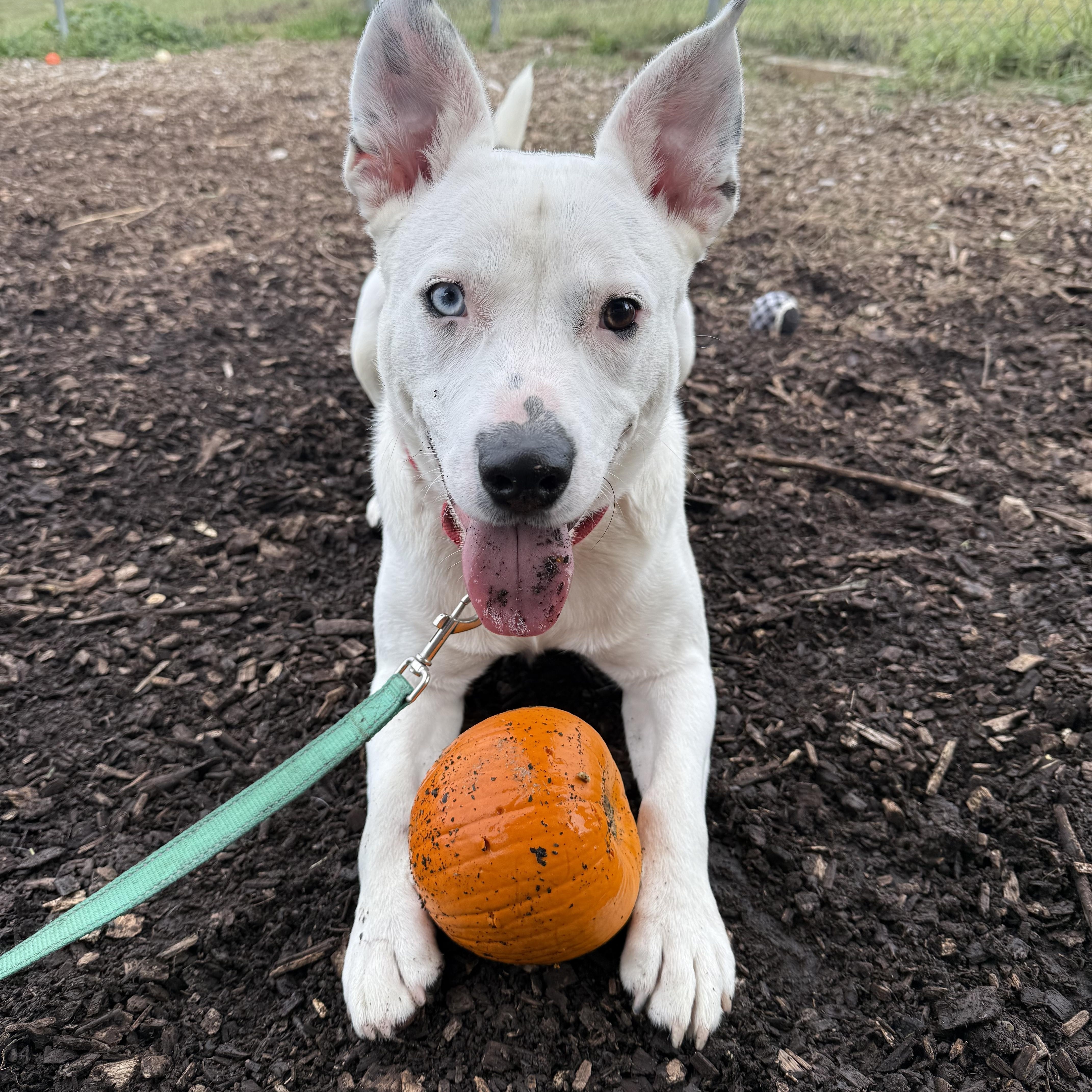 Petey, a Adoptable mixed breed in Washington, PA image 1/6