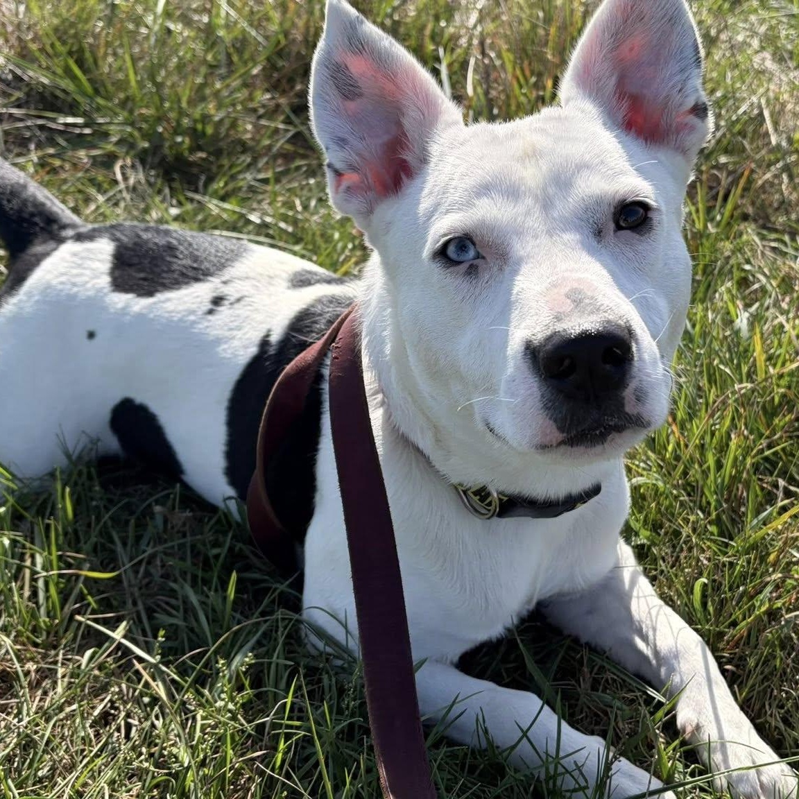Petey, a Adoptable mixed breed in Washington, PA image 3/6