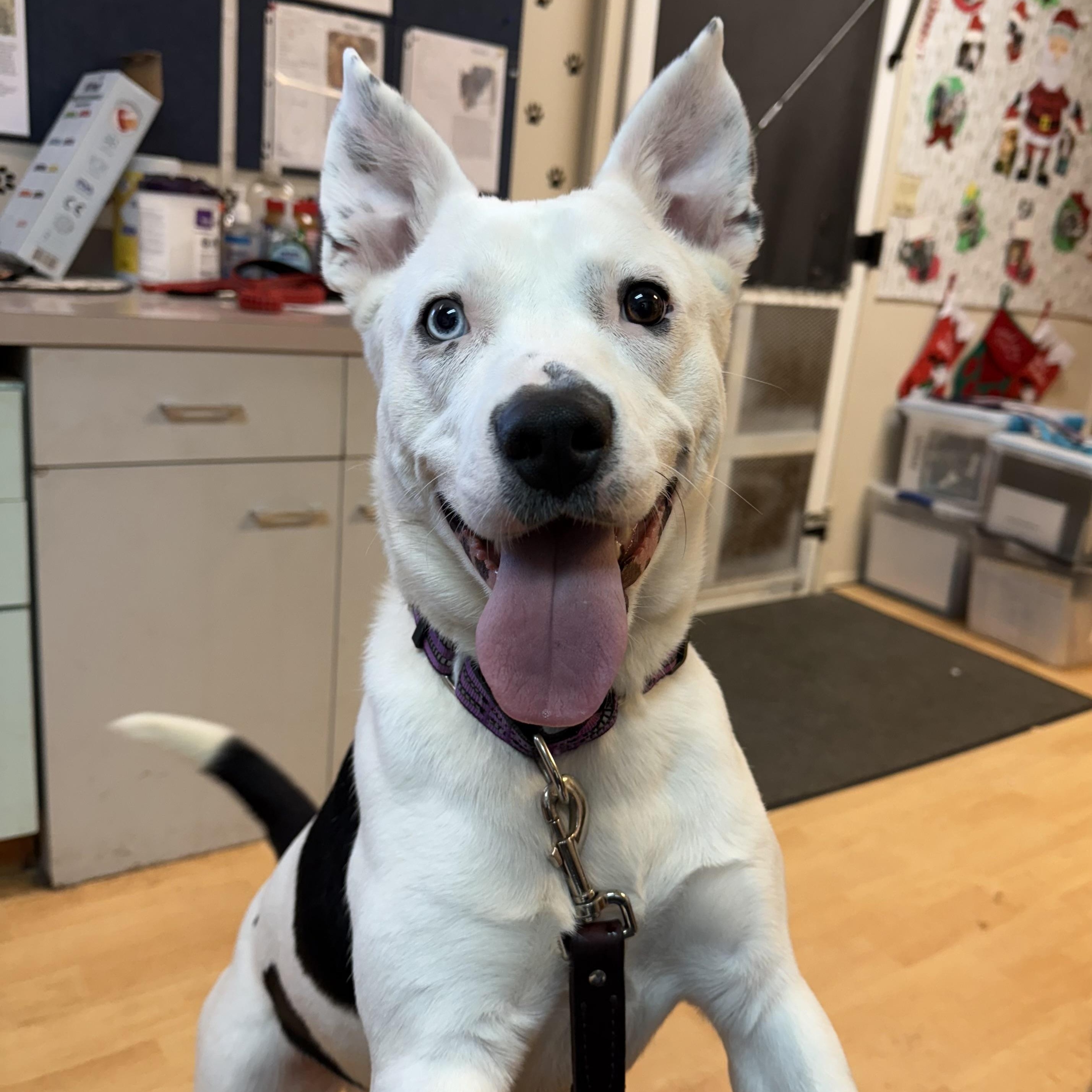 Petey, Adoptable, Young Male Pit Bull Terrier & Australian Cattle Dog / Blue Heeler.
