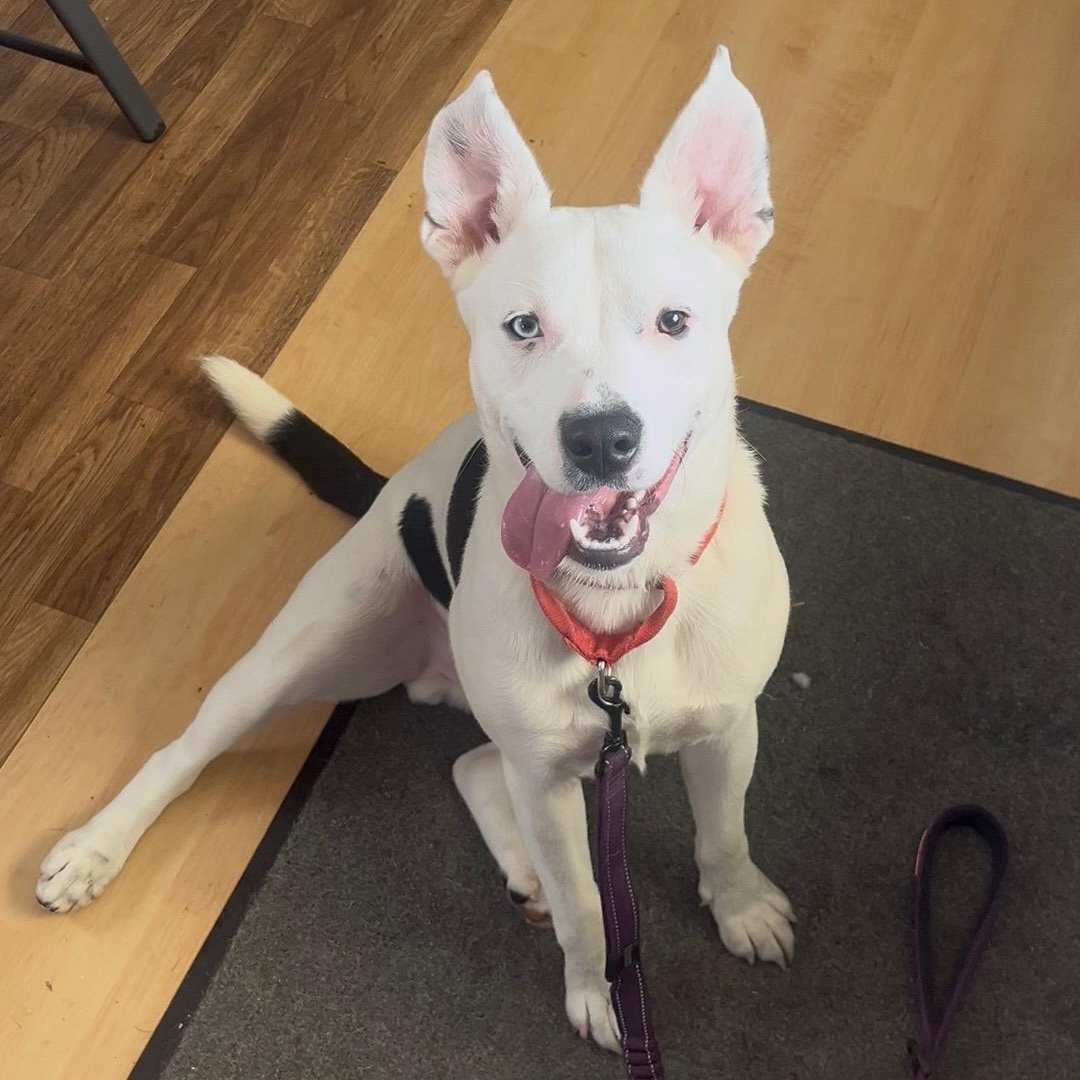 Petey, a Adoptable mixed breed in Washington, PA image 4/6