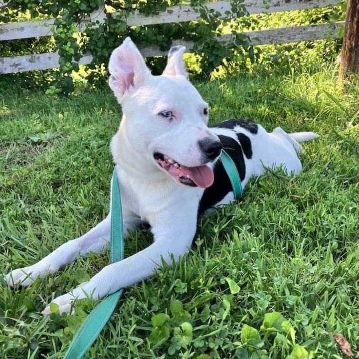 Petey, Young Male unknown