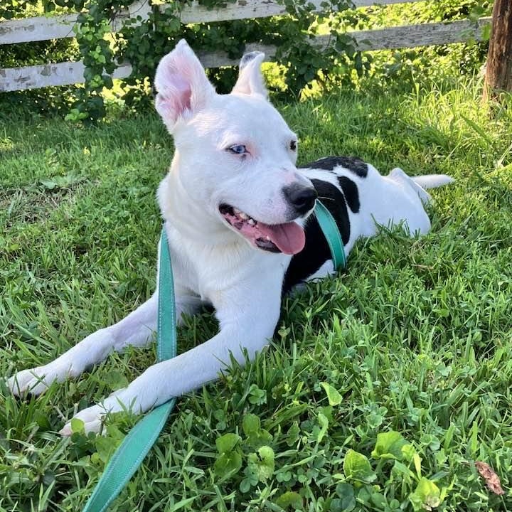 Petey, a Adoptable mixed breed in Washington, PA image 5/6