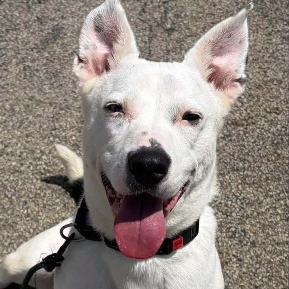 Enlarge Petey, a Adoptable mixed breed in Washington, PA image 1/6