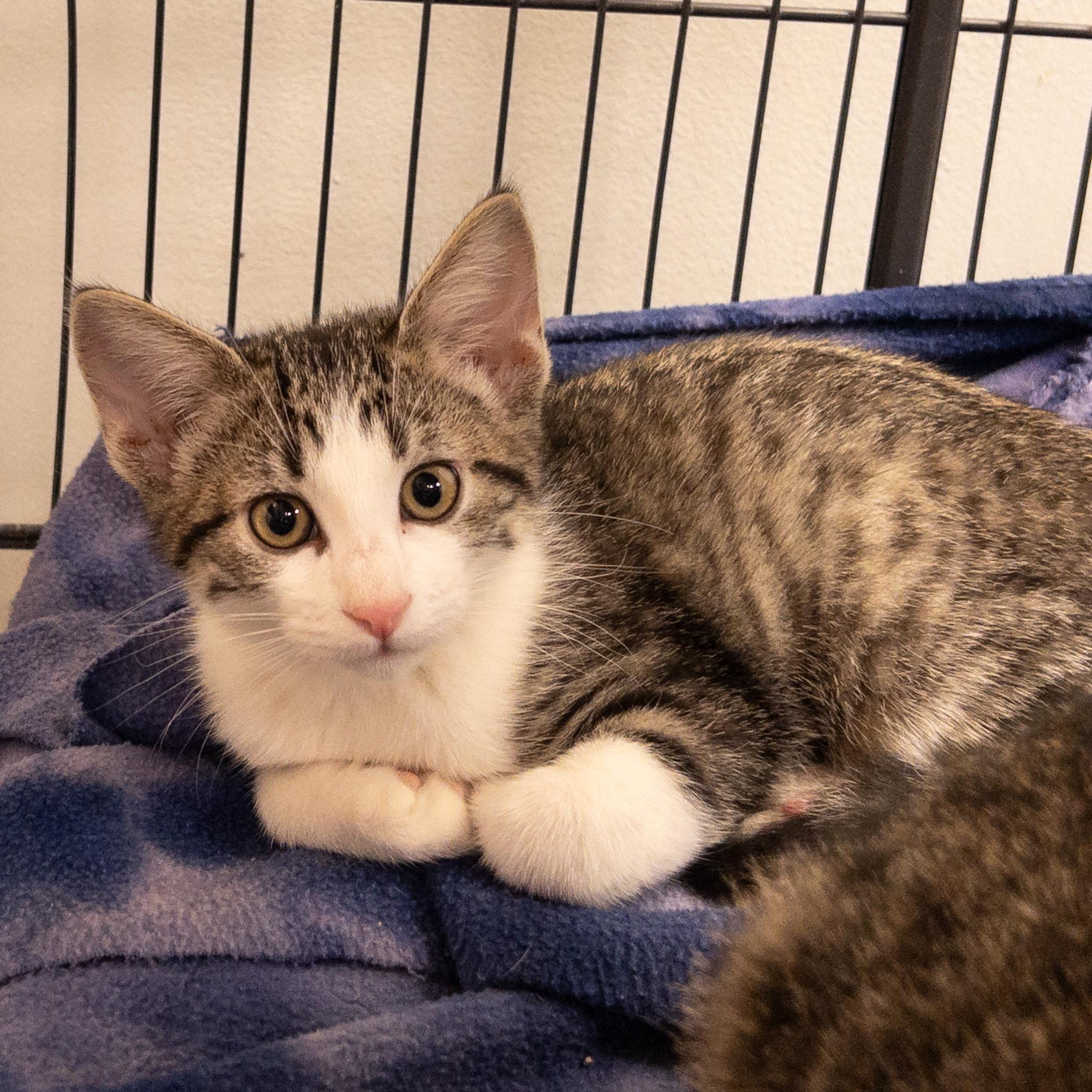Smitts, Adoptable, Kitten Male Domestic Short Hair.