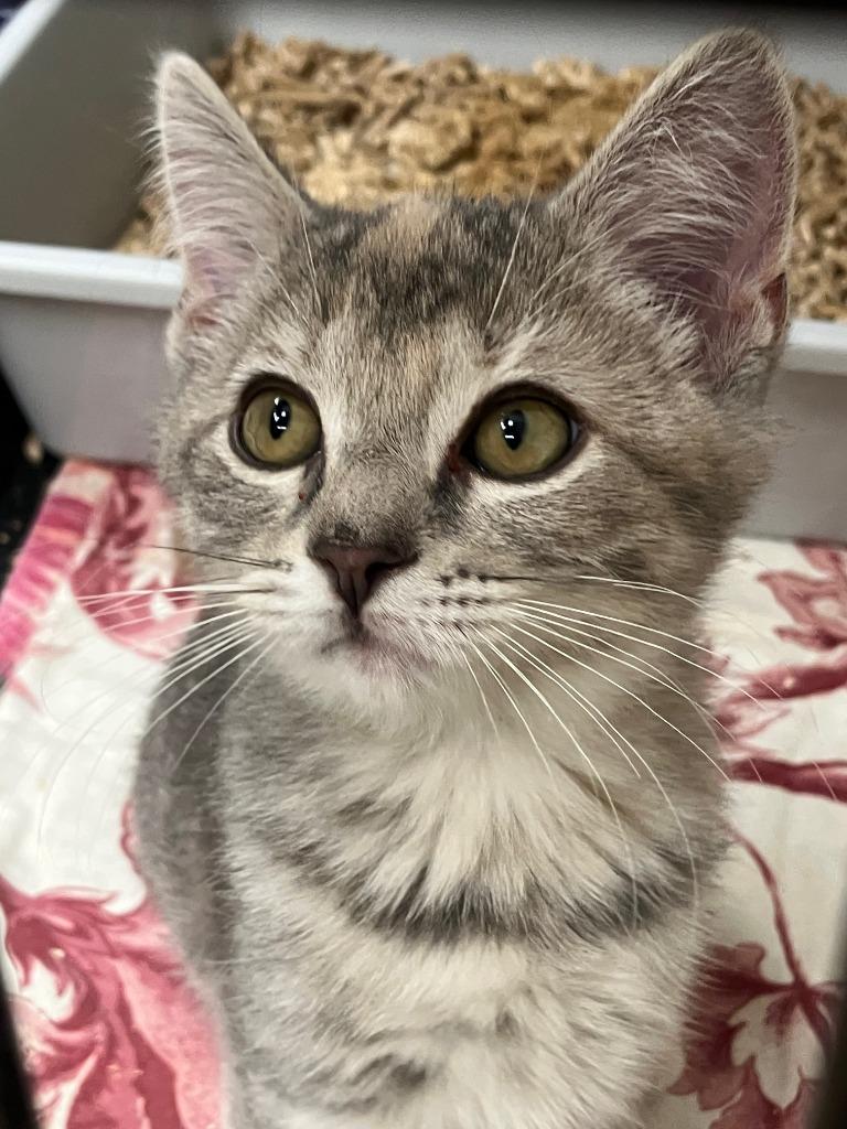 Enlarge Andrea. Daisy 5, a Adoptable mixed breed in Lunenburg, MA image 1/1