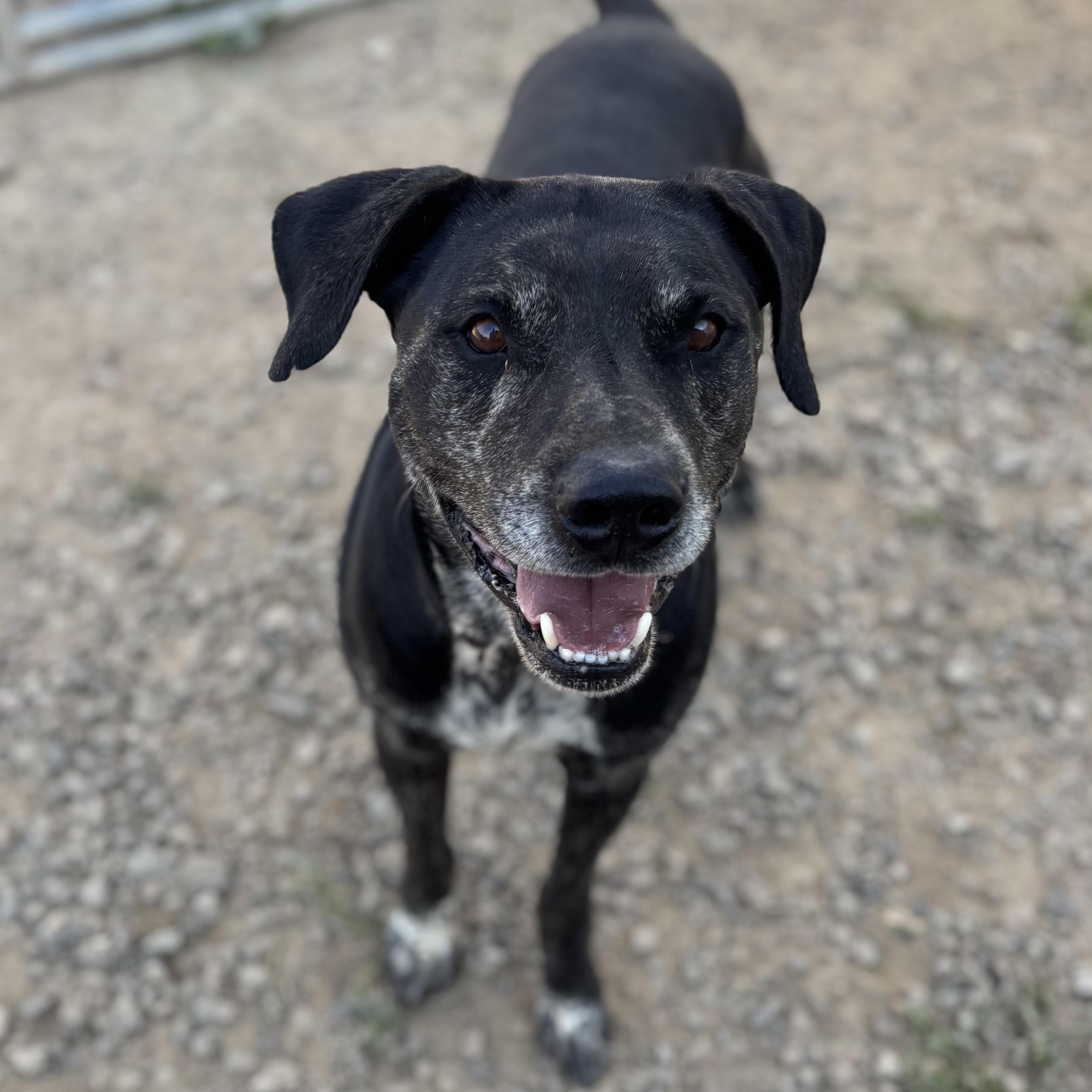 Sully Monster, an adoptable Pit Bull Terrier in Kim, CO, 81049 | Photo Image 2