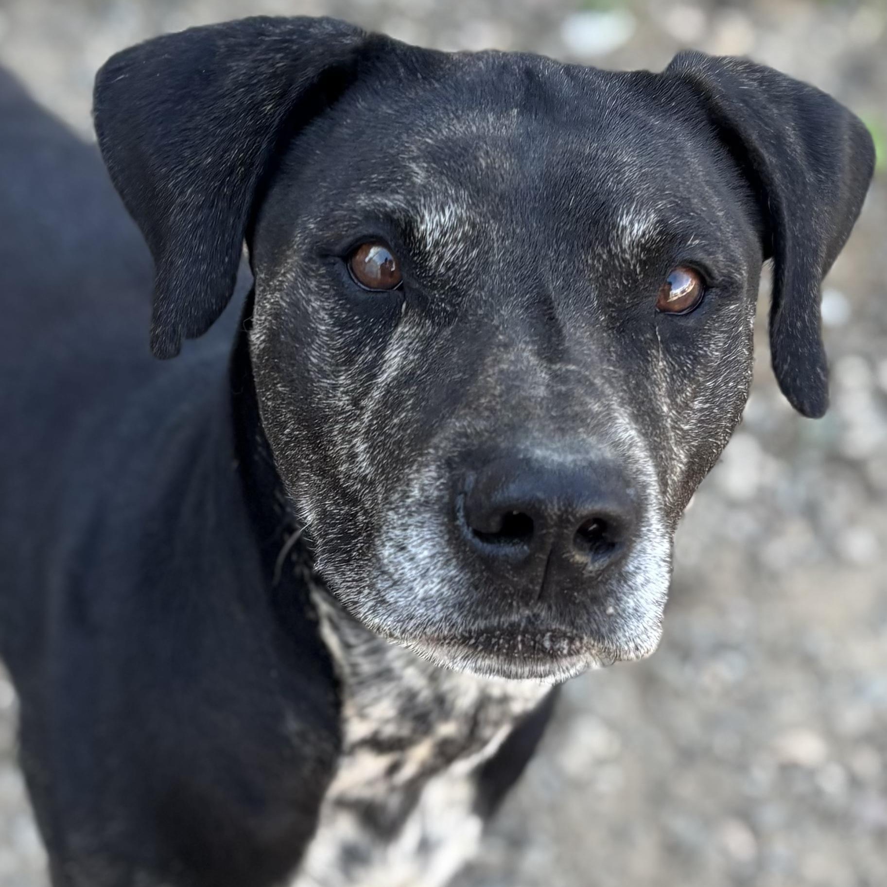 Sully Monster, an adoptable Pit Bull Terrier in Kim, CO, 81049 | Photo Image 1