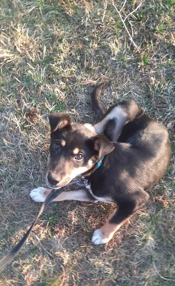 Daisy, Adopted, Puppy Female Golden Retriever & Labrador Retriever.