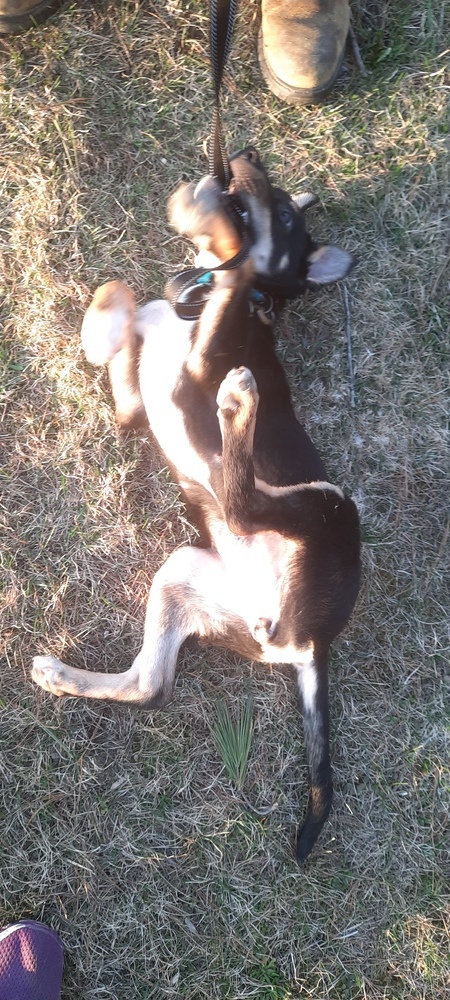 Enlarge Daisy, a Adopted mixed breed in Stafford Springs, CT image 2/5