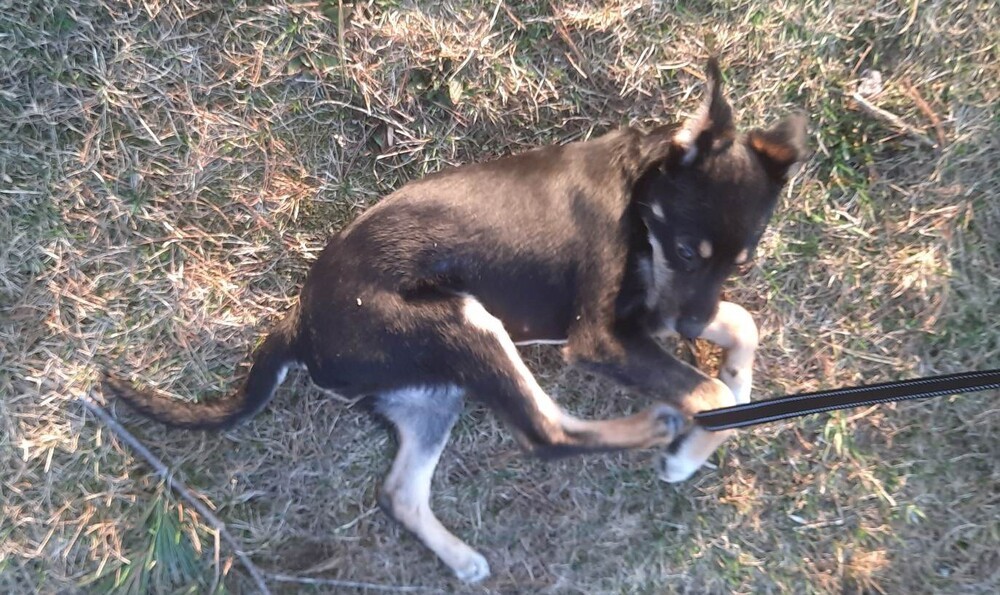 Enlarge Daisy, a Adopted mixed breed in Stafford Springs, CT image 3/5