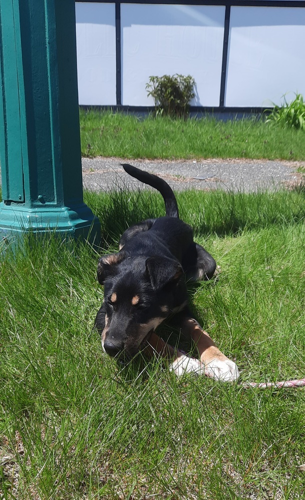 Enlarge Daisy, a Adopted mixed breed in Stafford Springs, CT image 4/5