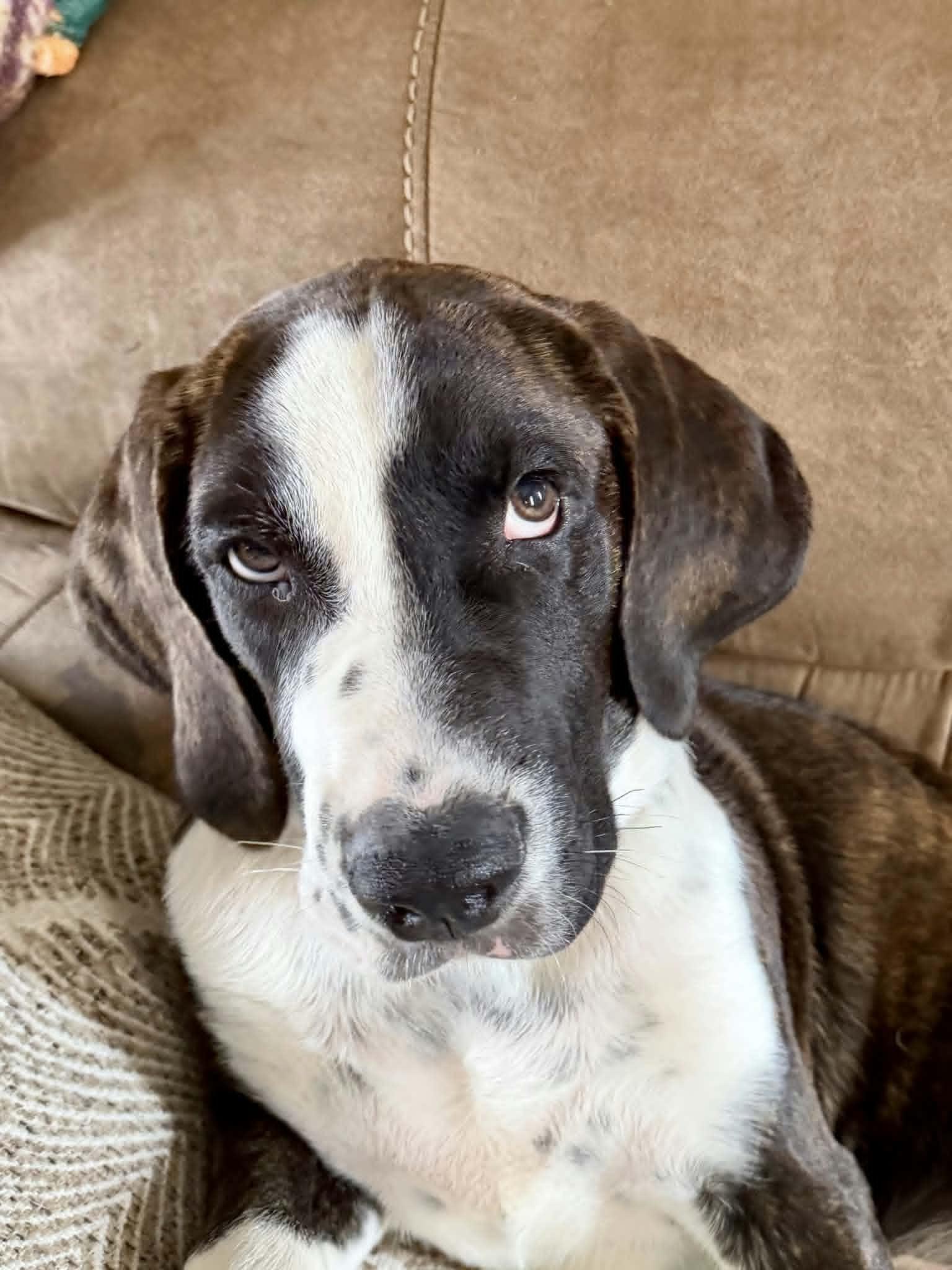 Axel, an adopted mixed breed in Hilham, TN image 4/6