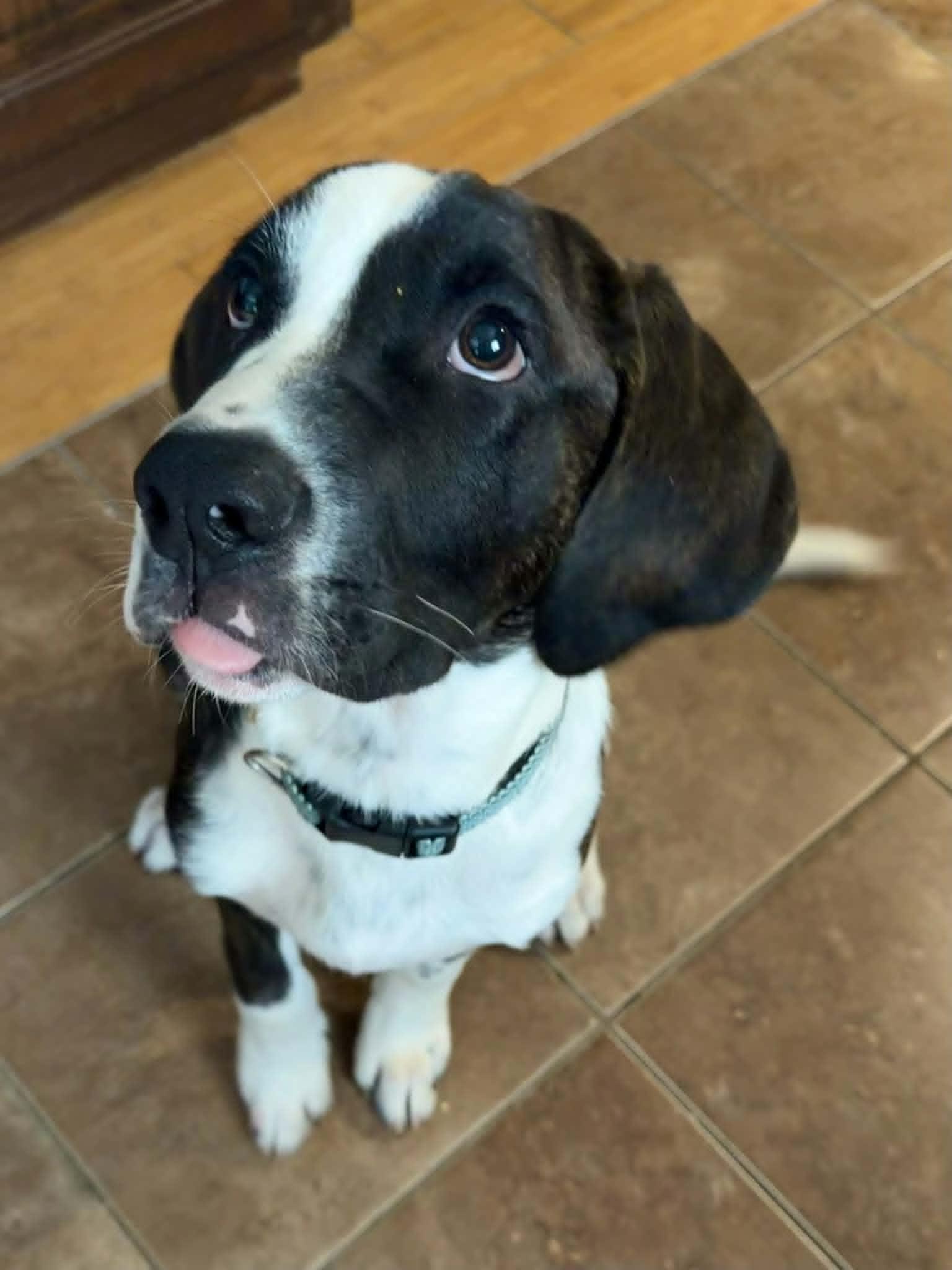 Axel, an adopted mixed breed in Hilham, TN image 3/6