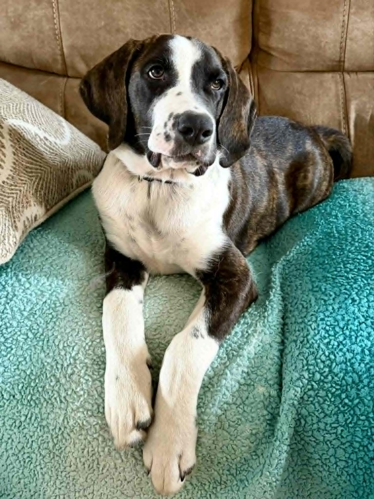 Axel, an adopted mixed breed in Hilham, TN image 6/6